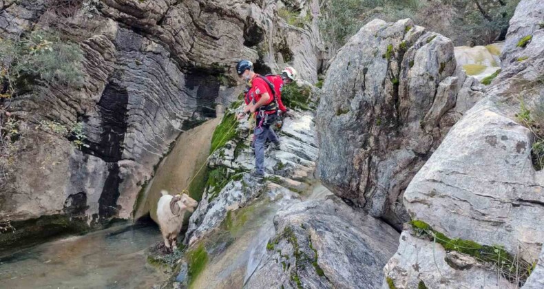 Kayalıklarda mahsur kalan keçiyi AKUT ekibi kurtardı