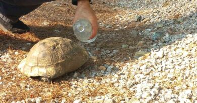 Alevlerden kaçan kaplumbağa güvenli alana bırakıldı