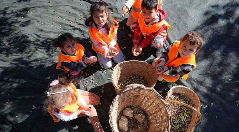 Aliağalı minik öğrenciler Şakran’da zeytin hasadı yaptı