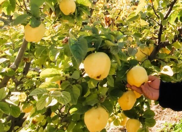 Hasadı başlayan ayva, üreticisinin yüzünü güldürdü