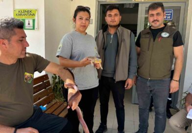 Manisa’da Mısır yılanı ve sakallı ejder satışı yapan petshopa ceza