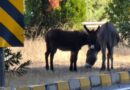 Marmaris’te trafikte eşek tehlikesi