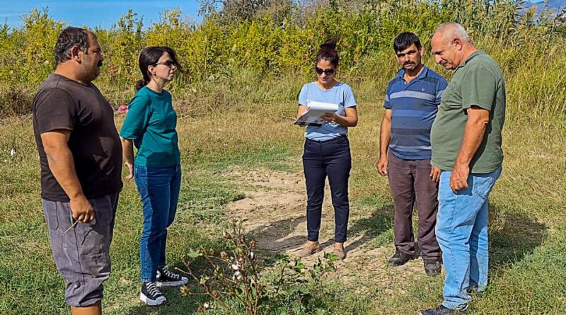 Ortaca’da pamuk ve pikan cevizi üretiminde kontroller başarıyla tamamlandı