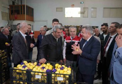 Satsuma mandalinası Balkanlar ve Avrupa yolunda