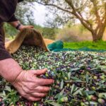 Sofralık zeytin ihracatında tarihi rekor