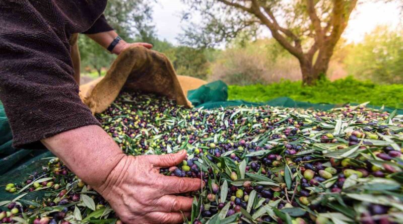 Sofralık zeytin ihracatında tarihi rekor