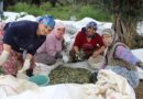 Sofralık zeytin üretiminin yüzde 10’unu Aydın karşılıyor