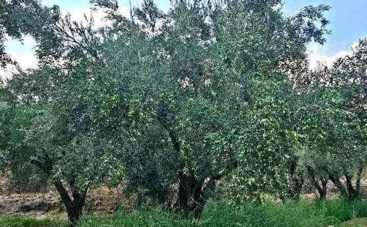 Denizli Milletvekili Ün zeytin üreticisinin sorunlarına dikkat çekti