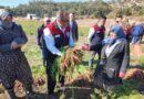 Denizli’de bu yıl 5 bin ton havuç hasat edilecek