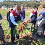 Denizli’de bu yıl 5 bin ton havuç hasat edilecek