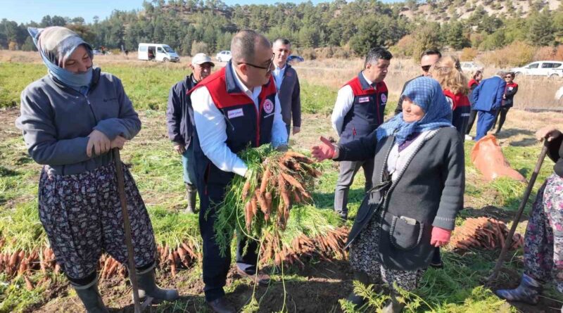 Denizli’de bu yıl 5 bin ton havuç hasat edilecek