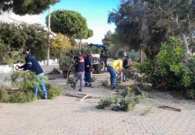 Didim’de ağaç budama çalışmaları sürüyor