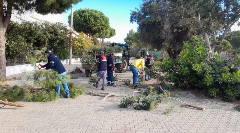 Didim’de ağaç budama çalışmaları sürüyor