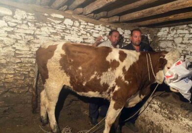 Firari inek 42 günlük kovalamacanın ardından yakalandı