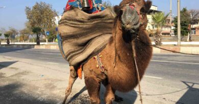 Güreşler için her gün 10 kilometre yürütülüyor