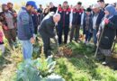 Lezzetiyle meşhur Çakır havucunda hasat başladı