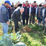 Lezzetiyle meşhur Çakır havucunda hasat başladı