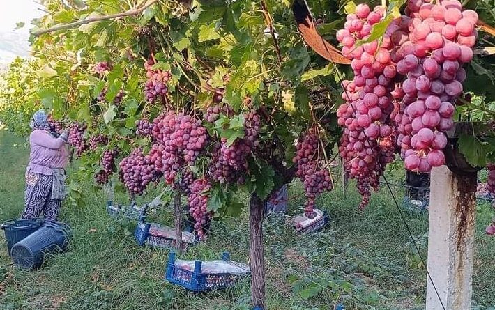 Üzüm diyarı Sarıgöl’de Red Globbe üzümde hasat devam ediyor