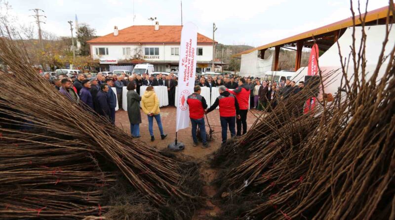 Kavaklıdere’de Cennet Elması fidanı dağıtımı