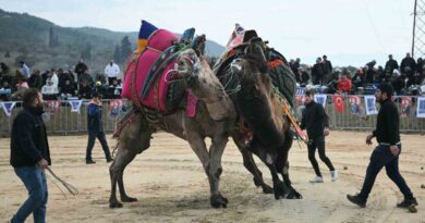 Kuşadası’nda deve güreşi festivali renkli görüntülere sahne oldu