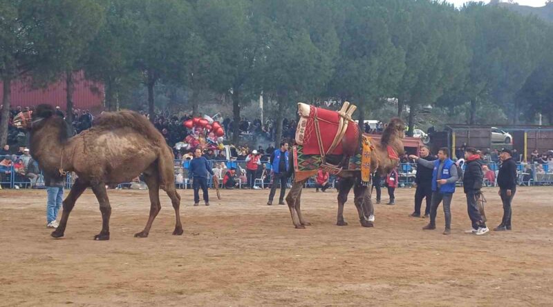 Pehlivan develer Köşk arenasında kozlarını paylaaştı