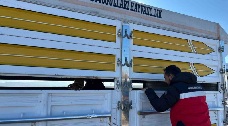 Çavdarhisar’da kaçak ve belgesiz hayvan hareketleri kontrolü