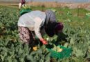 Efeler Belediyesi’nin karnabaharları hasat edildi