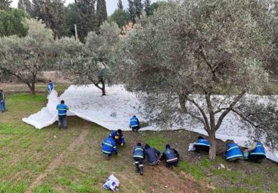 Nazilli Belediyesi’nden zeytin hasadı