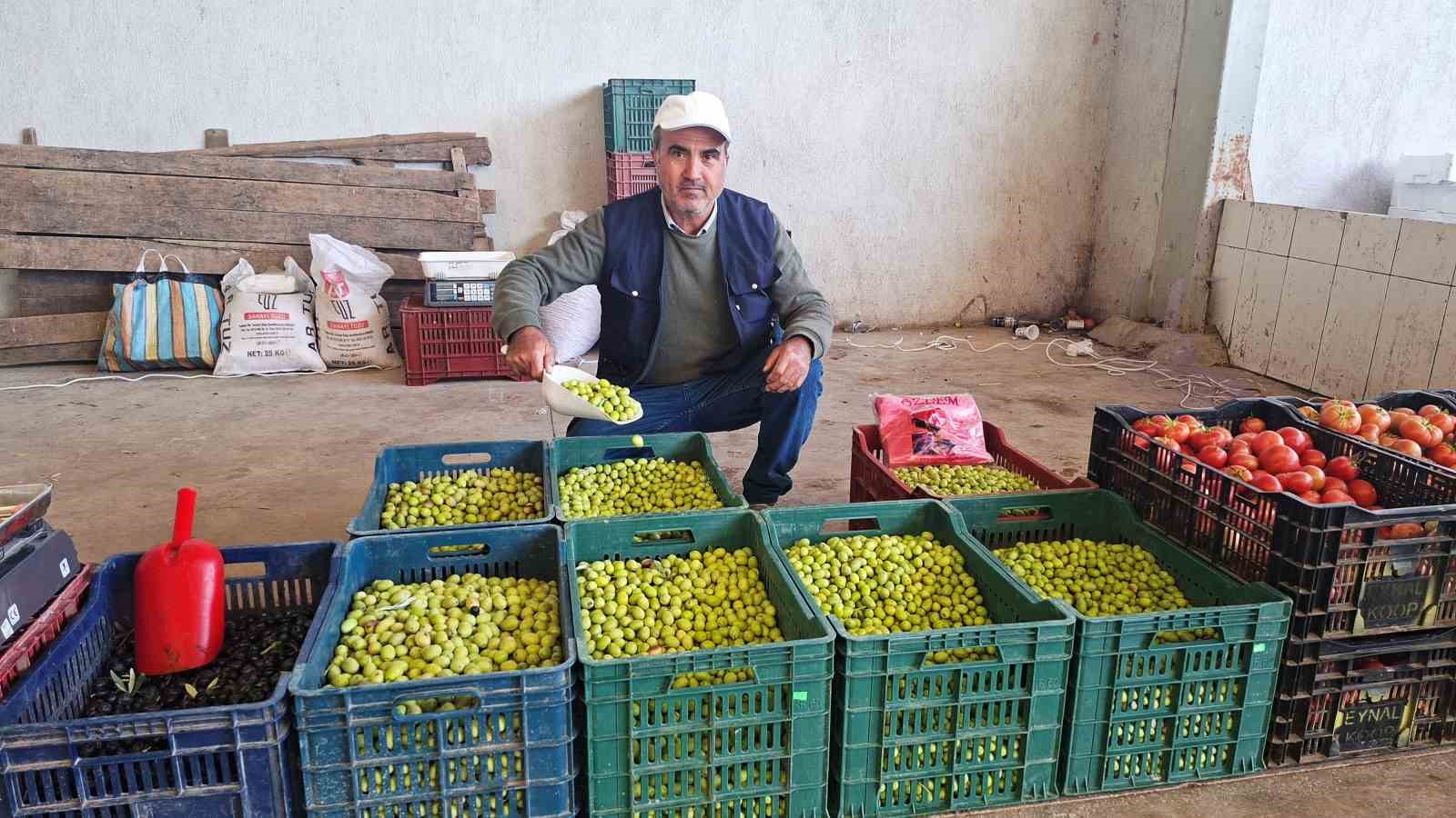 hisarcikta-salamura-zeytin-yapimi-yayginlasti-PZEquv23.jpg