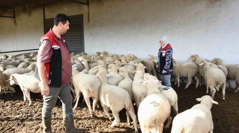 Aliağa’da hibe koyun ve koçlar üreticilere teslim edildi