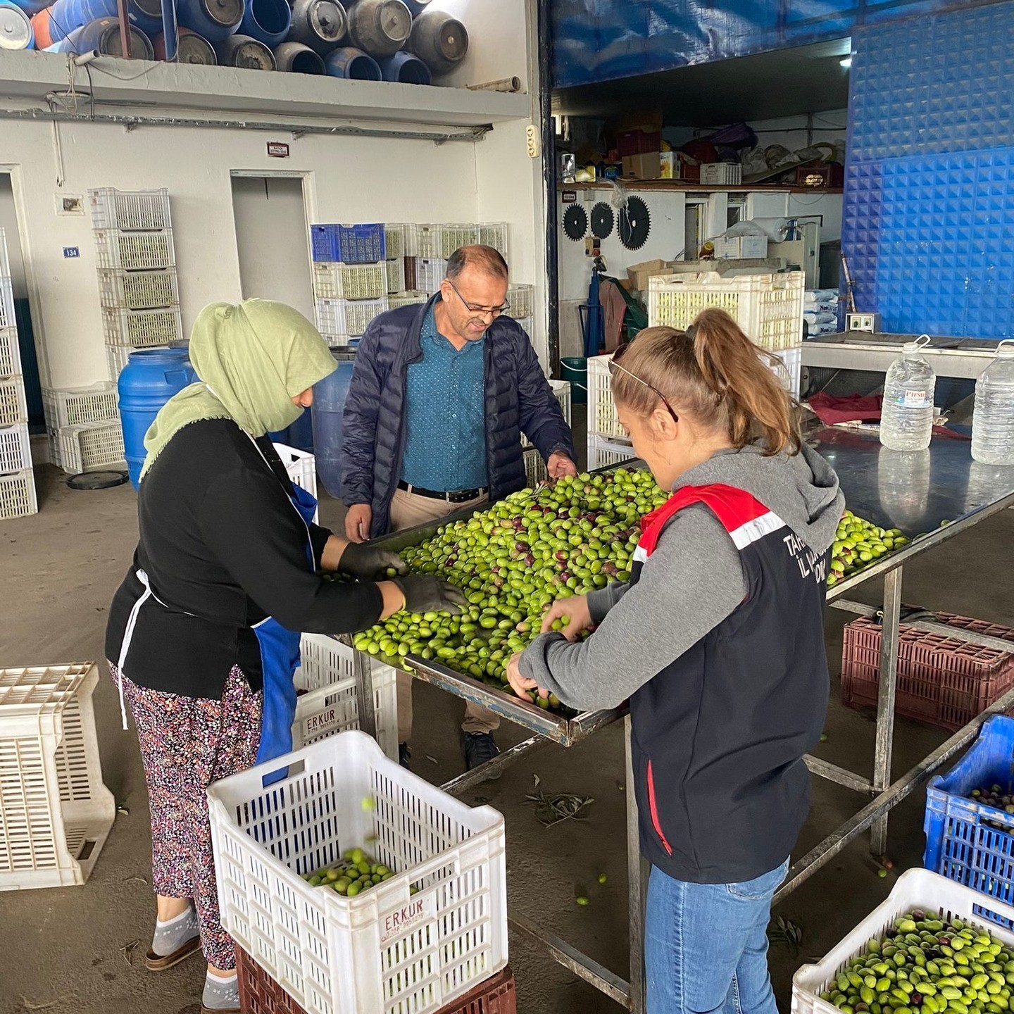 buharkentte-zeytin-rekoltesi-ve-kalite-kontrol-calismalari-suruyor-kcKL6Q3U.jpg
