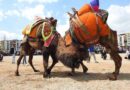 Buldan deve güreşlerine şap engeli