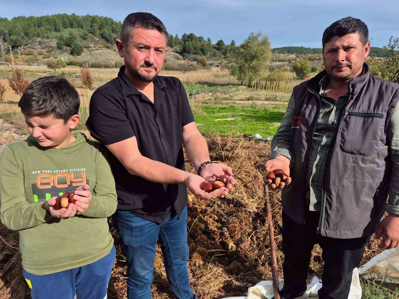 buldanin-tescilli-kestanesinde-hasat-zamani-nOBmfa6j.jpg