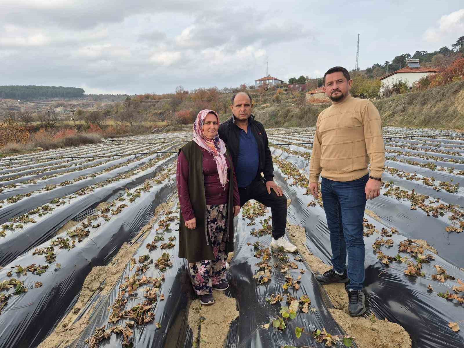 cilek-ureticilerinin-tarlada-hummali-calismasi-devam-ediyor-IZ5WHrHd.jpg