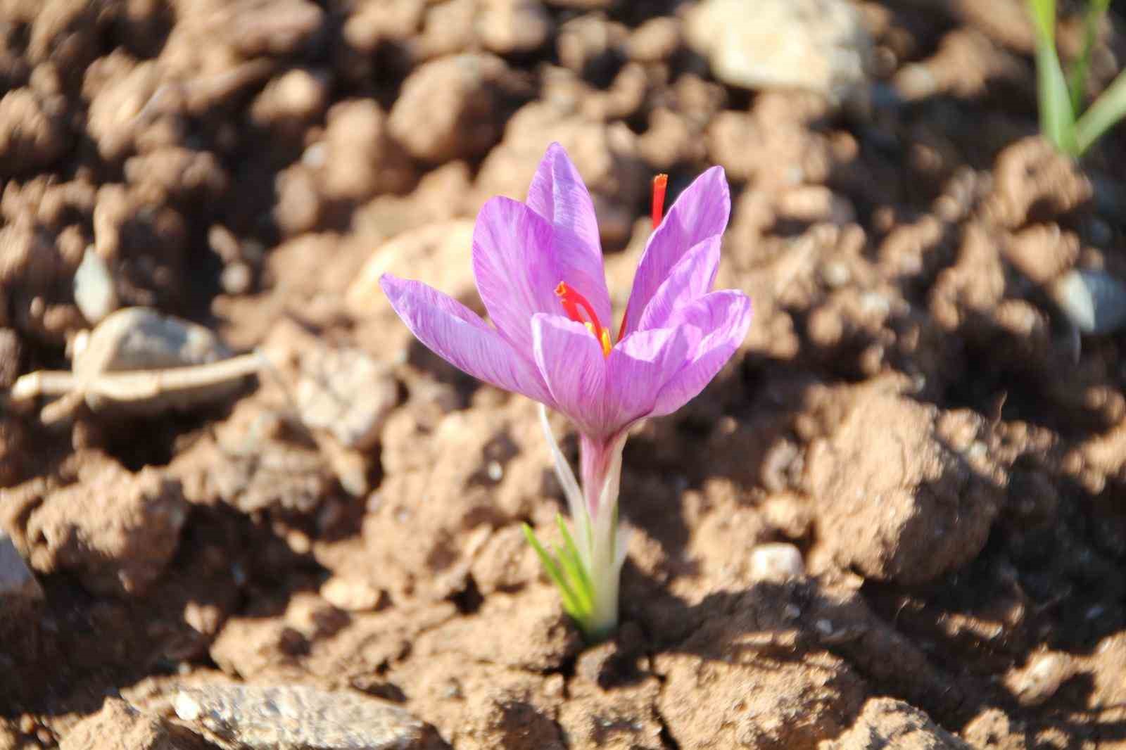 honaz-belediyesi-yerel-tohum-merkezinde-safran-soganlari-filizlenmeye-basladi-qA4Sg4OE.jpg