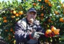Rekolte arttı, Satsuma mandalinası pazarda yerini aldı