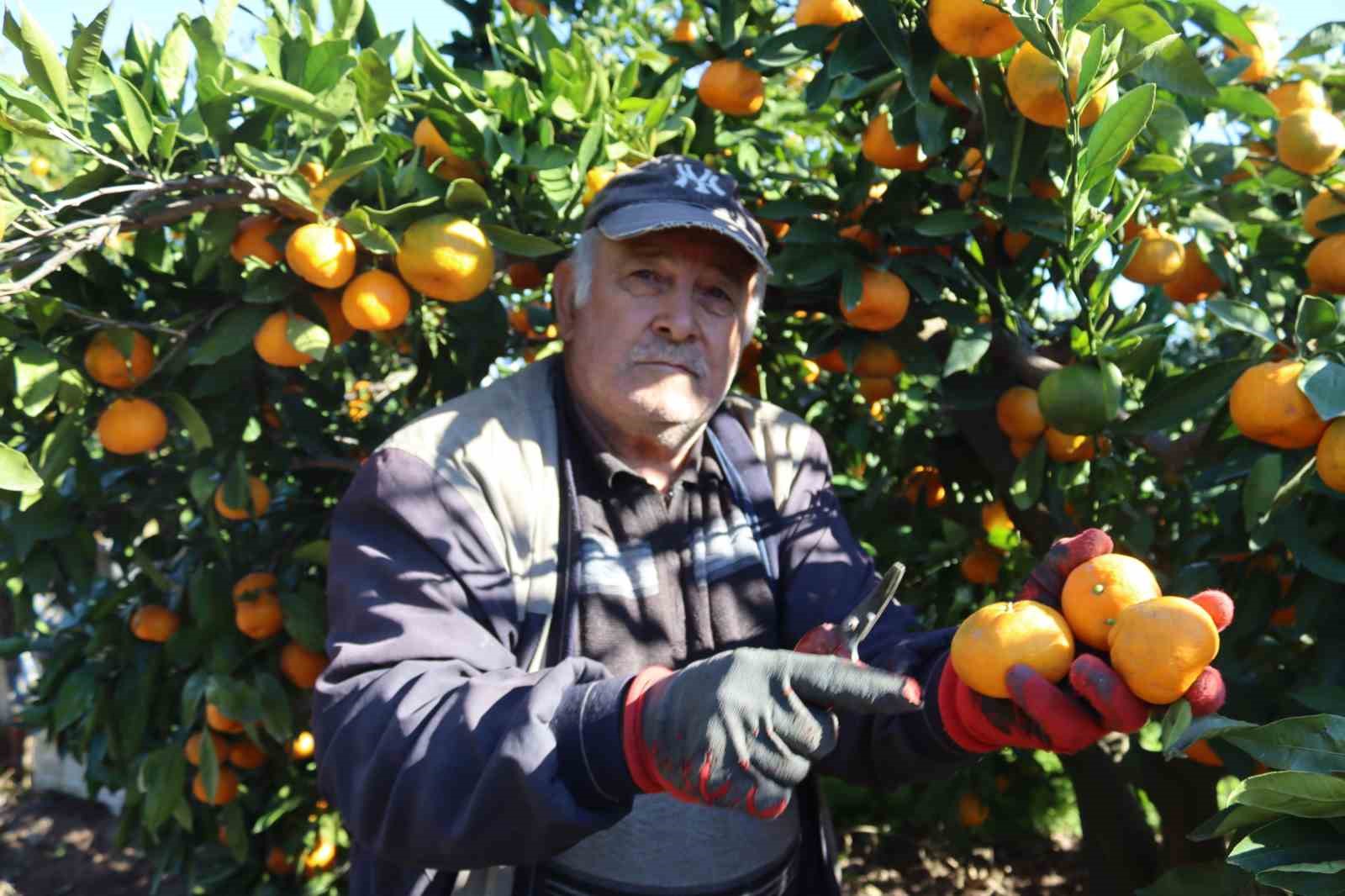 rekolte-artti-satsuma-mandalinasi-pazarda-yerini-aldi-l8QFSut8.jpg
