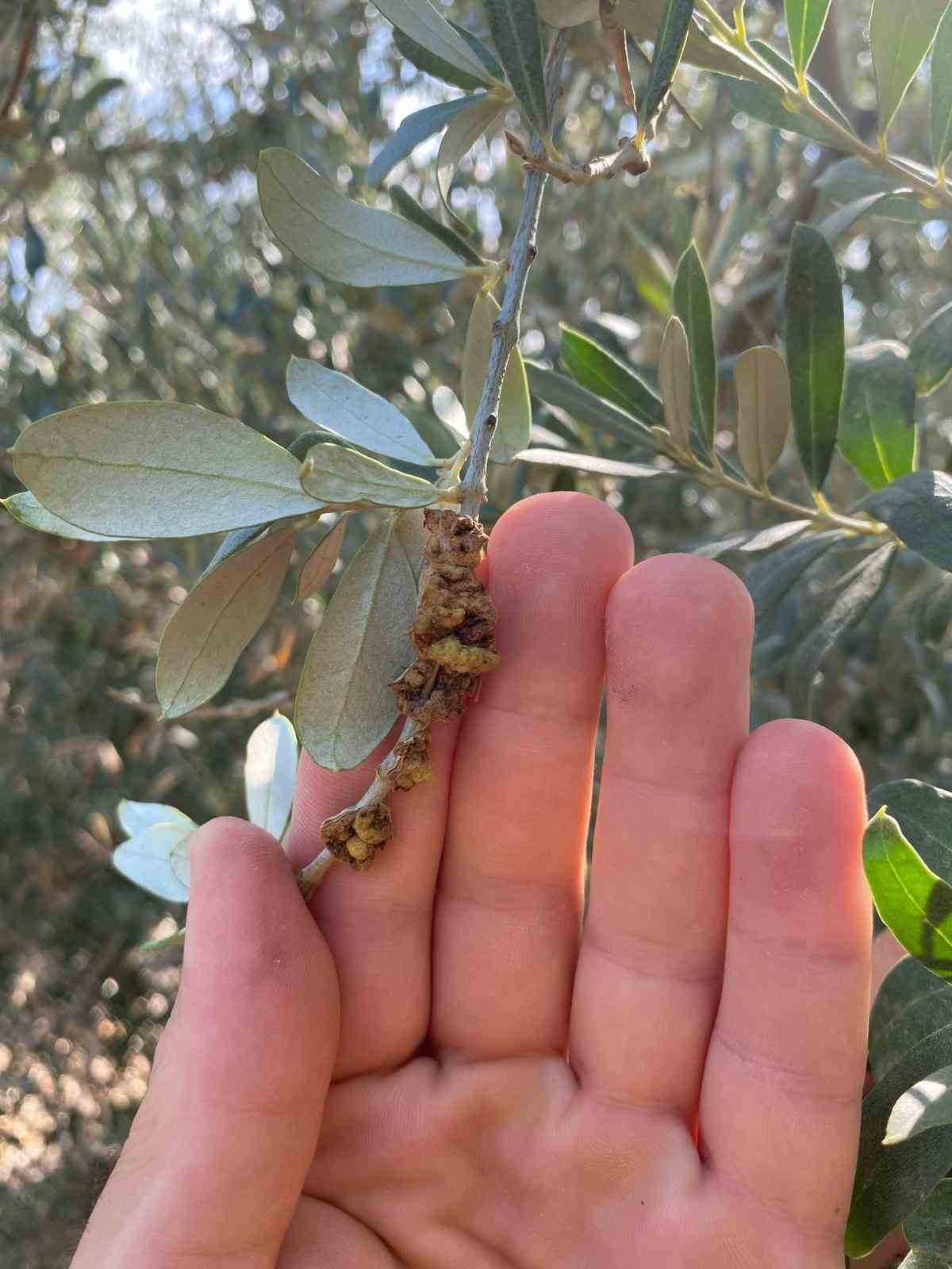 salihlide-ureticilere-zeytin-dal-kanseri-uyarisi-8D25xwyt.jpg
