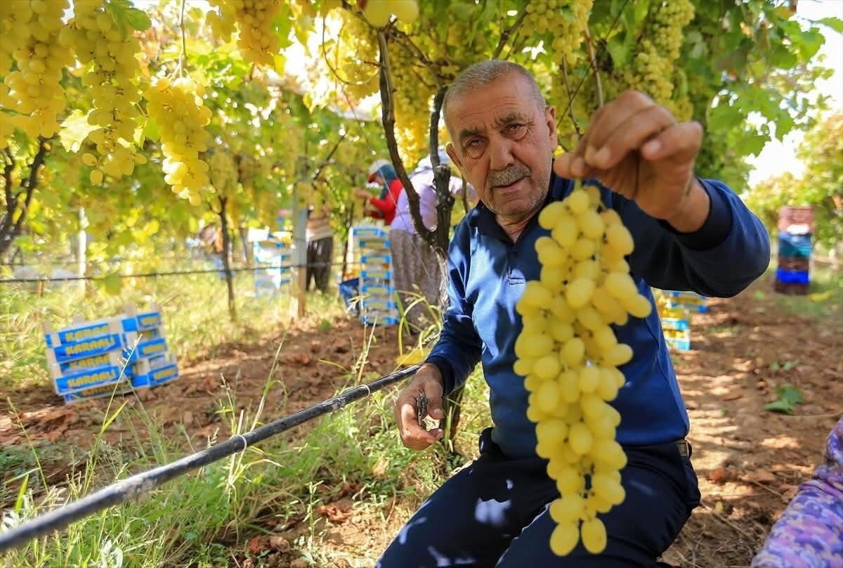 sarigolde-uzum-fiyatlari-dibe-vurdu-bxNmVva7.jpg