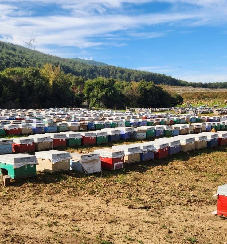 sokede-arili-kovan-tespiti-yapildi-y8GYRFd3.jpg