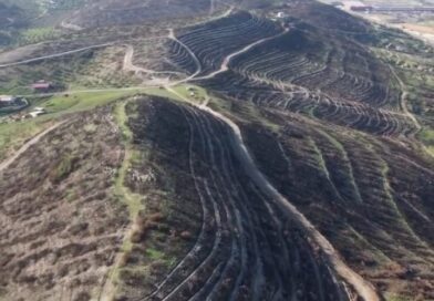 Aliağa ve Foça’da yanan orman alanları yeniden yeşile kavuşuyor