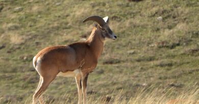 Anadolu Yaban Koyunu’nun üretimi devam ediyor