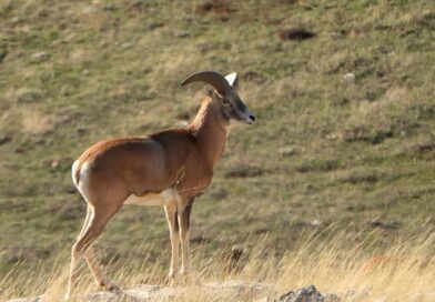 Anadolu Yaban Koyunu’nun üretimi devam ediyor