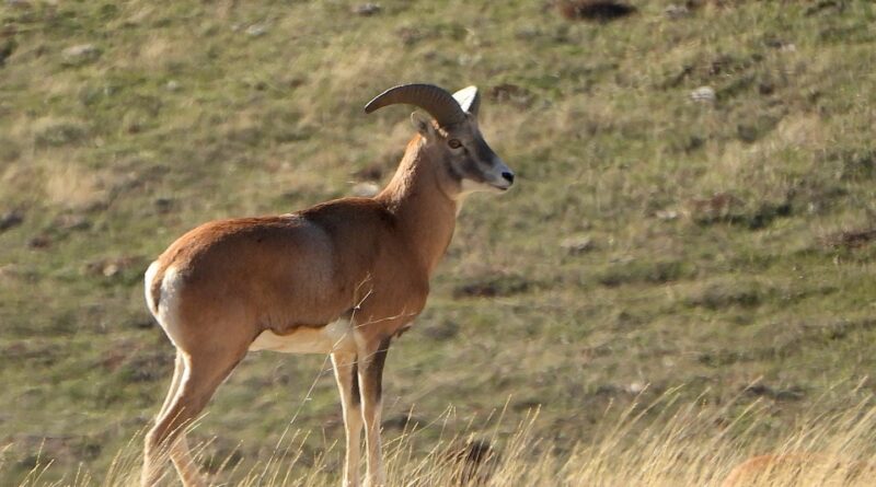 Anadolu Yaban Koyunu’nun üretimi devam ediyor