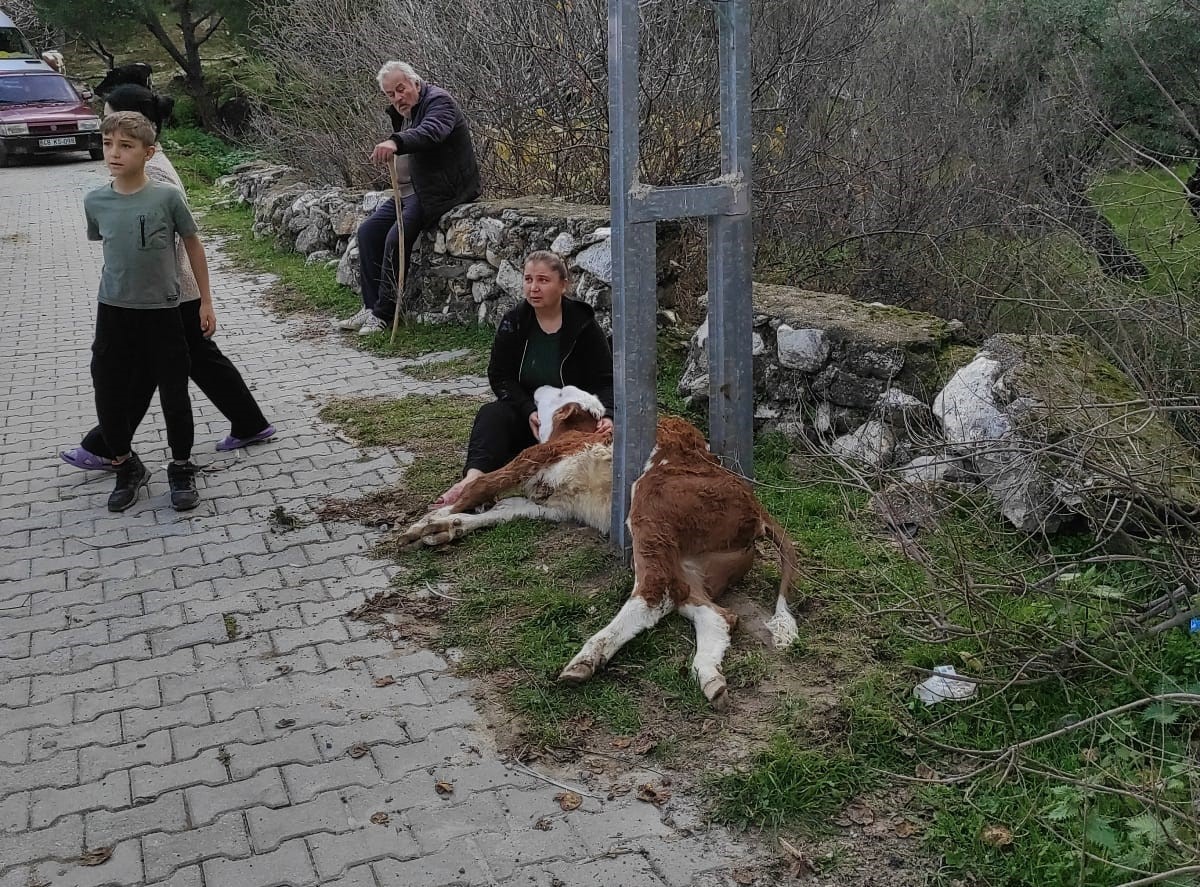 aydinlatma-diregine-sikisan-buzagiyi-itfaiye-ekipleri-kurtardi-4JWfdEag.jpg