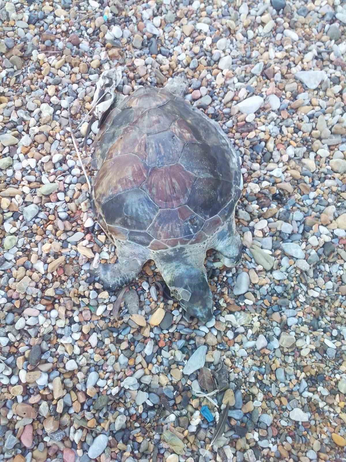 bodrumda-yavru-caretta-caretta-kiyiya-vurdu-FuEEJZLw.jpg