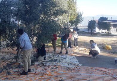 Bozdoğan’da öğrenciler zeytin hasadı yaptı Bozdoğan’da öğrenciler zeytin hasadı yaptı