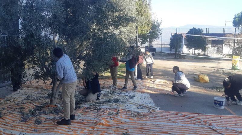 Bozdoğan’da öğrenciler zeytin hasadı yaptı Bozdoğan’da öğrenciler zeytin hasadı yaptı