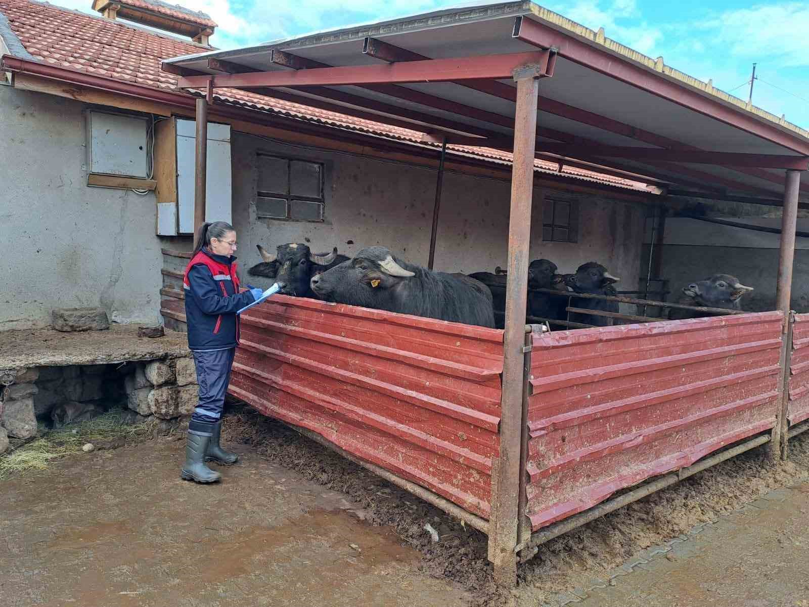 halk-elinde-anadolu-mandasinin-islahi-projesi-devam-ediyor-7IZIStDI.jpg