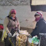 Hasadı biten patateste depolama süreci başladı Hasadı biten patateste depolama süreci başladı